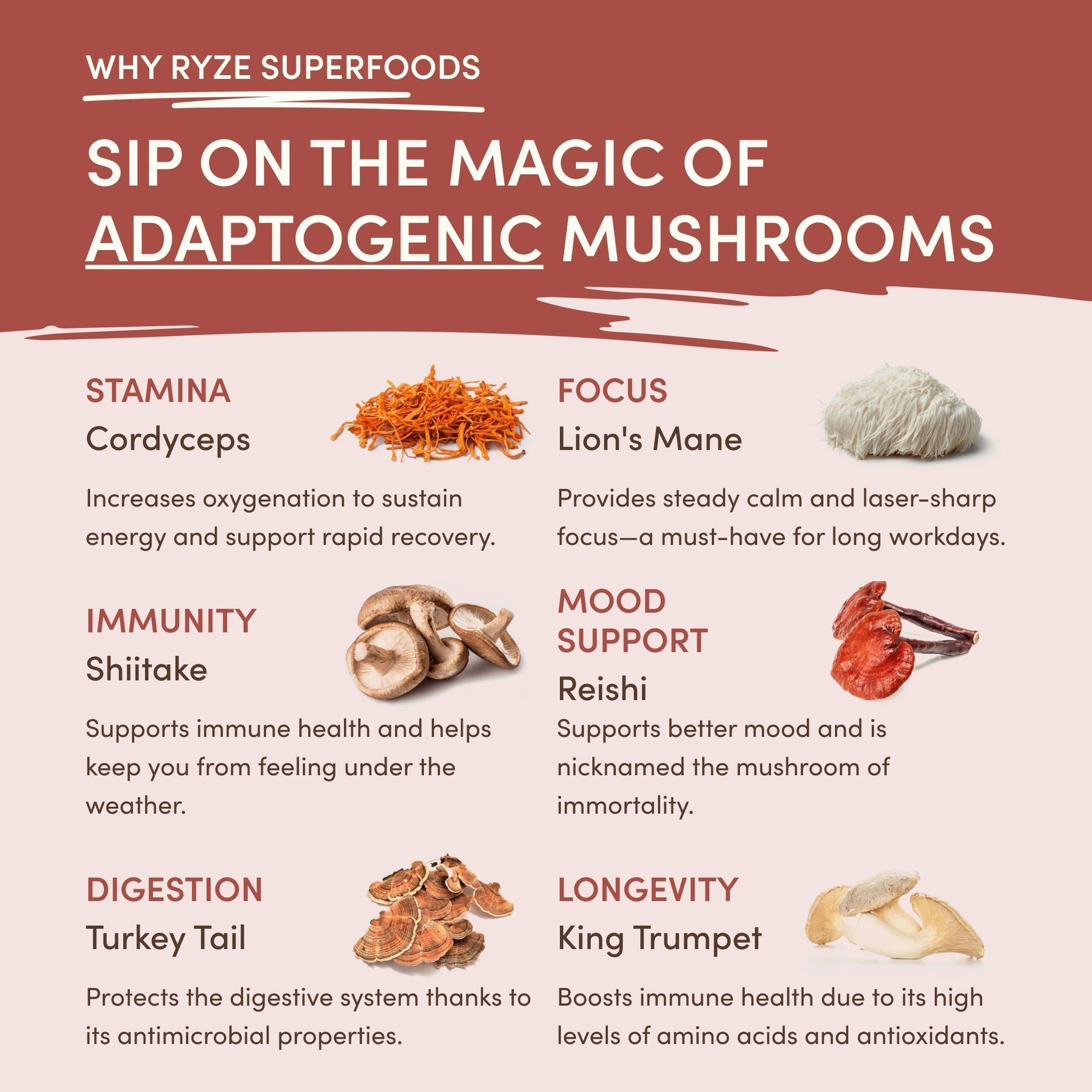 Mushroom Chicory - Select MG1534