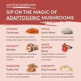 Mushroom Chai - Select MG9611