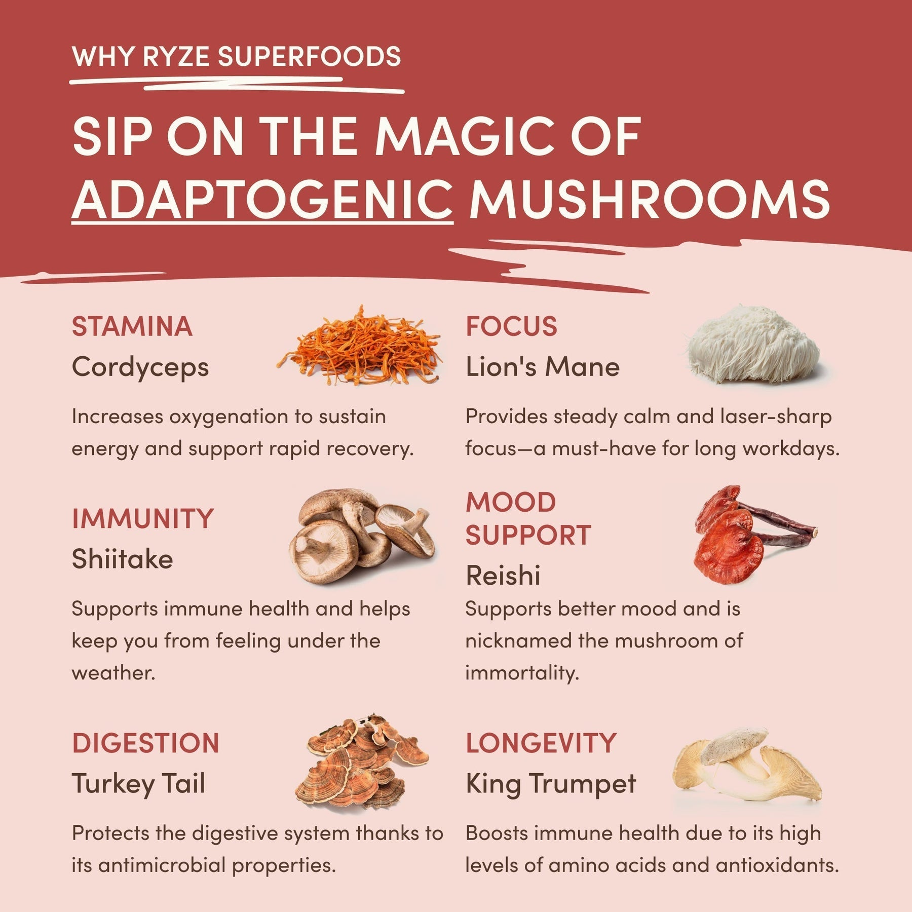 Mushroom Chai - Select MG9611